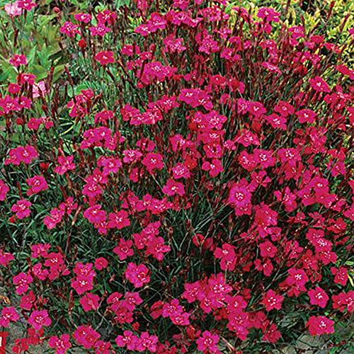 Dianthus deltoides 'Brilliancy' Carnation Maiden Pink Evergreen Hardy Perennial Pink Blooms Easy to Grow Your Own Outdoor Garden Flower Plants (Approx. 500 Seeds) by Thompson and Morgan