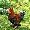 PVC Hexagonal Poultry Netting Chicken Wire 36" X50' X 1" Mesh 20GA Black