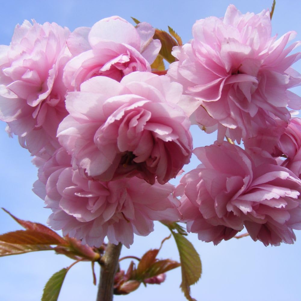 Prunus Kiku-shidare-zakura 1 x Bare Root Tree - Weeping Cherry Blossom, Cascading Pink Flowers, Bronze Foliage, Autumn Colour, Specimen Plant - Thompson & Morgan