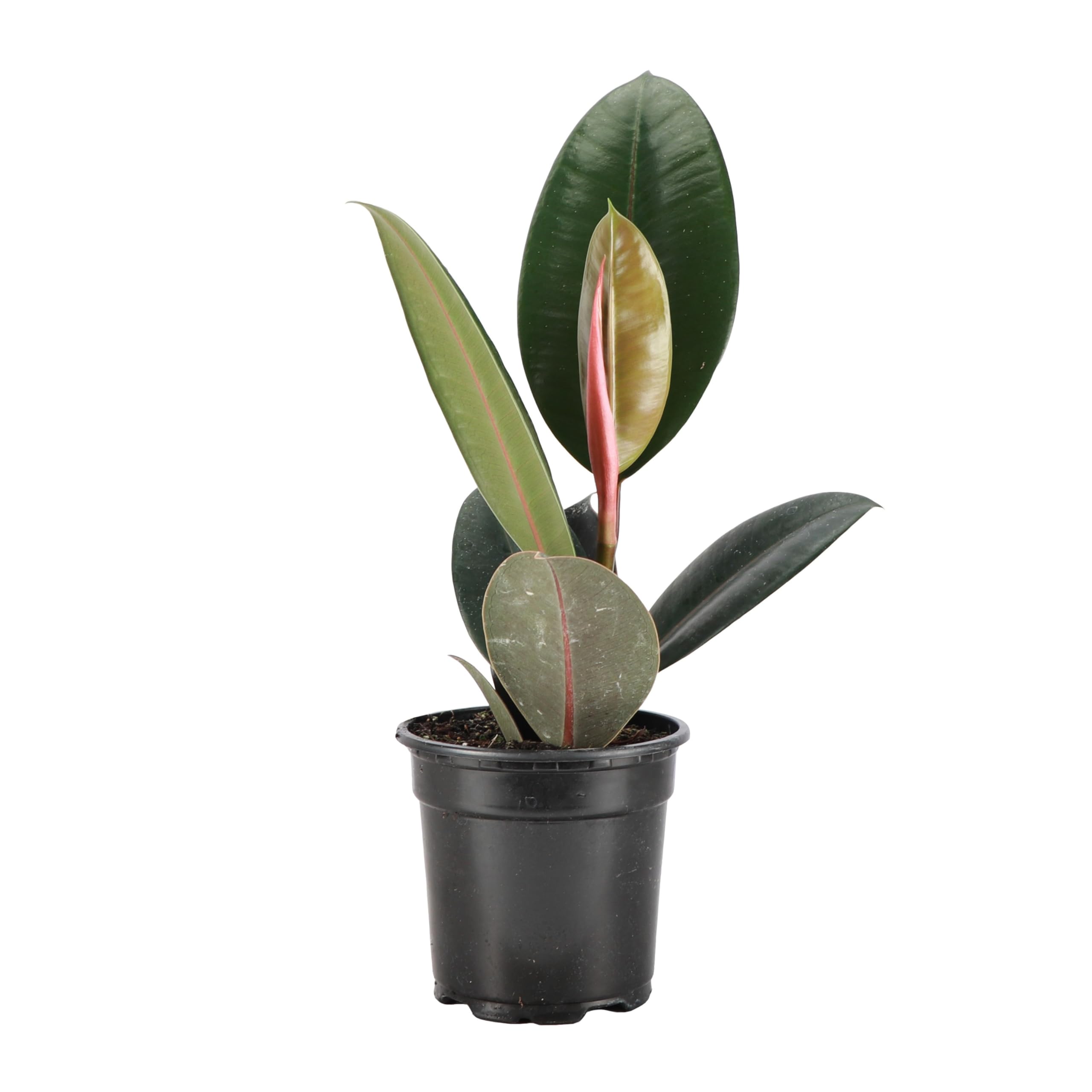 Thorsen's Greenhouse Ficus elastica