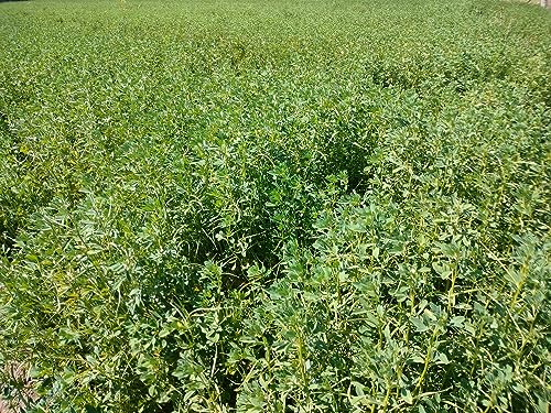 Image of CARMEL ORGANICS Fenugreek /Methi Seeds (Whole, 227 Grams) | Jaivik Bharat Certified