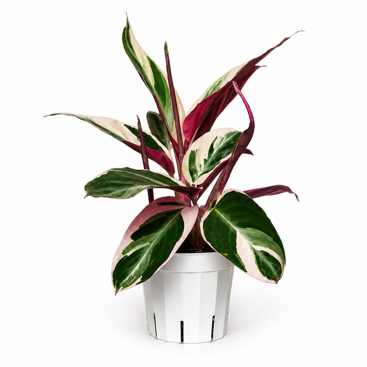 Stromanthe Triostar