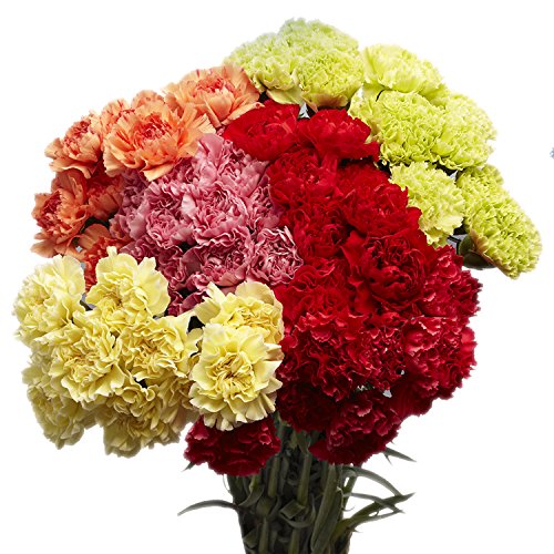100 Assorted Carnations- Next Day Delivery- Fresh Flowers #TOP2