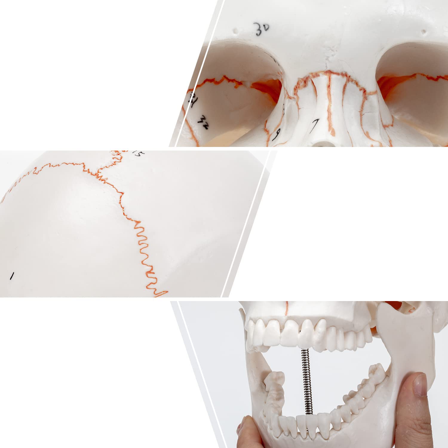 Tamaño De Vida Cabeza Humana Calavera Médica Anatómica Modelo De Cráneo Desechable 3 Partes Capa De Calavera Y Mandíbula 1: 1 Modelo De Esqueleto Humano con Suturas Óseas para Estudiante De Medicina