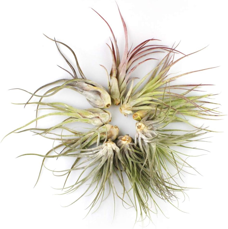 NW Wholesaler - 12 Pack Medium Assorted Live Tillandsia Ionantha Air Plants, 2-4" Each - Wholesale Live Indoor House Plants for Terrariums, Shop Rainforest Guatemala Air Plants in Bulk