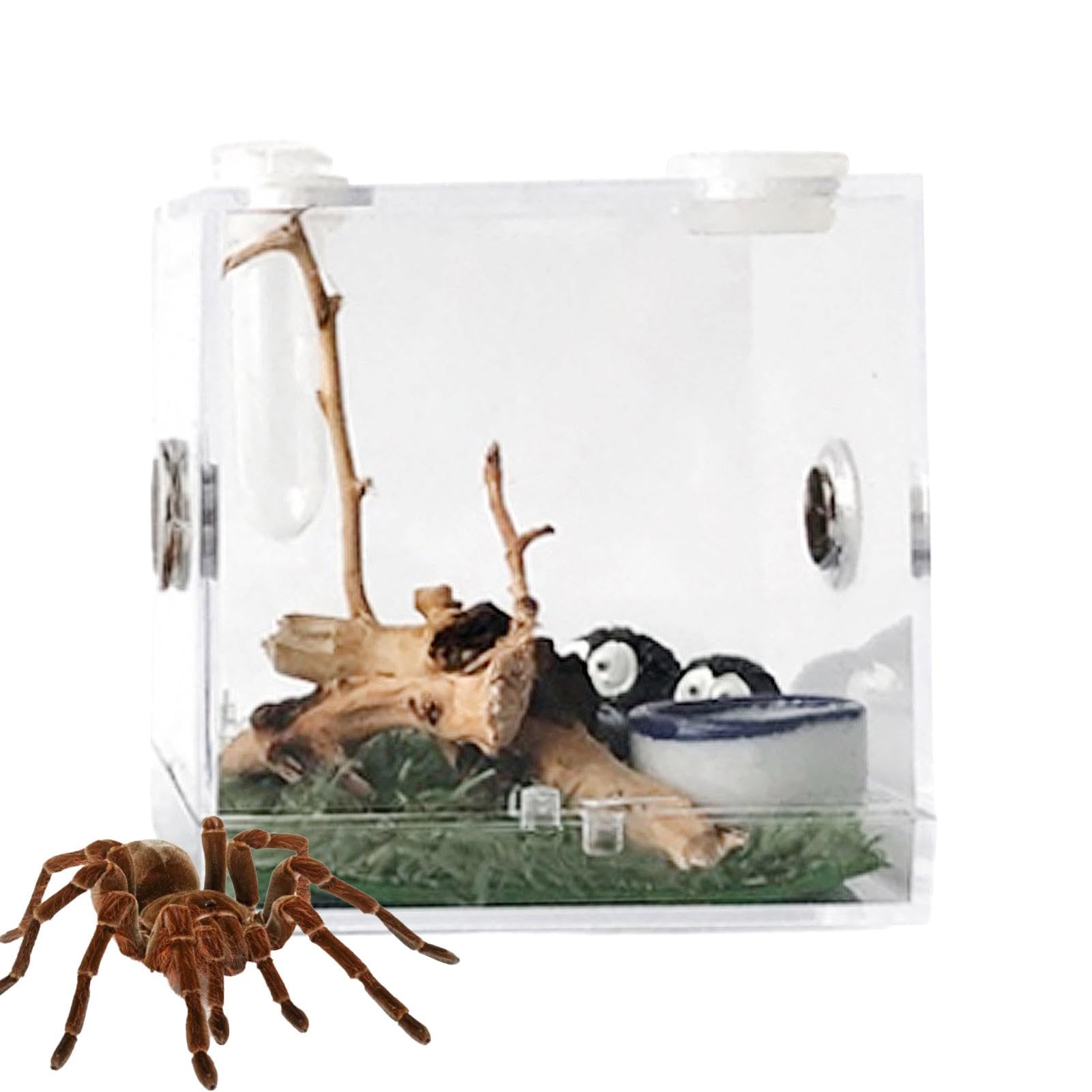 Boîte d'araignée sauteuse – Terrarium pour habitat de reptile, enclos d'élevage de reptiles | Boîte d'habitat d'araignée en acrylique avec motif d'alimentation, terrarium pour tarentule mille-pattes