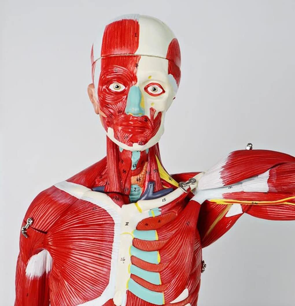 Modelo Muscular De Enseñanza Médica De Los Órganos Internos del Cuerpo Humano Simulación De Movimiento De Consumo De Tejido Anatómico