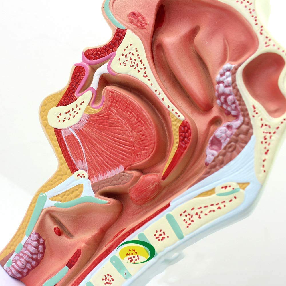 Nasale Gola Modello, Organo anatomico, laryngopharynx nasale cavità longitudinale Sezione, Usato per Forniture mediche Laboratorio didattico