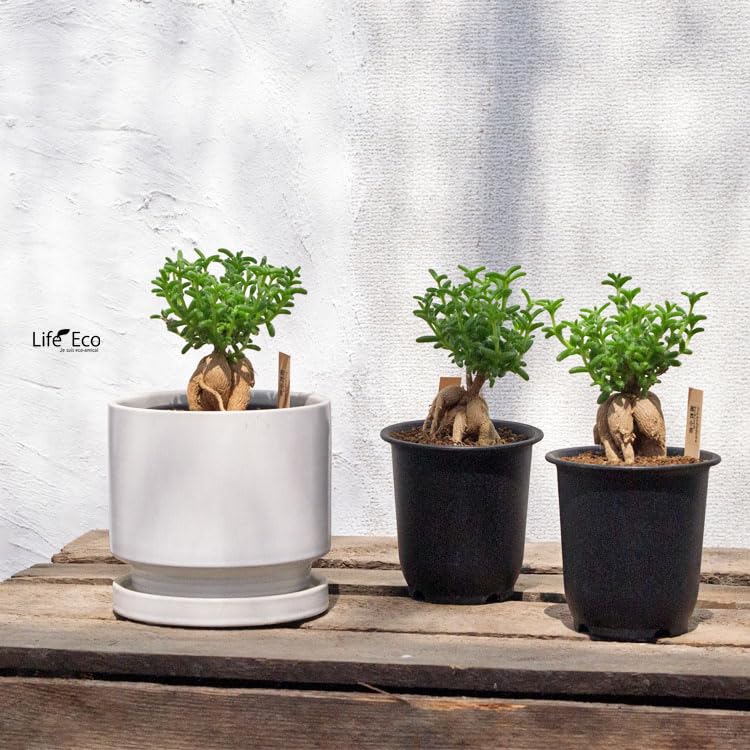 Amazon.co.jp: 塊根植物 トリコディアデマ・ブルボスム（紅姫小松