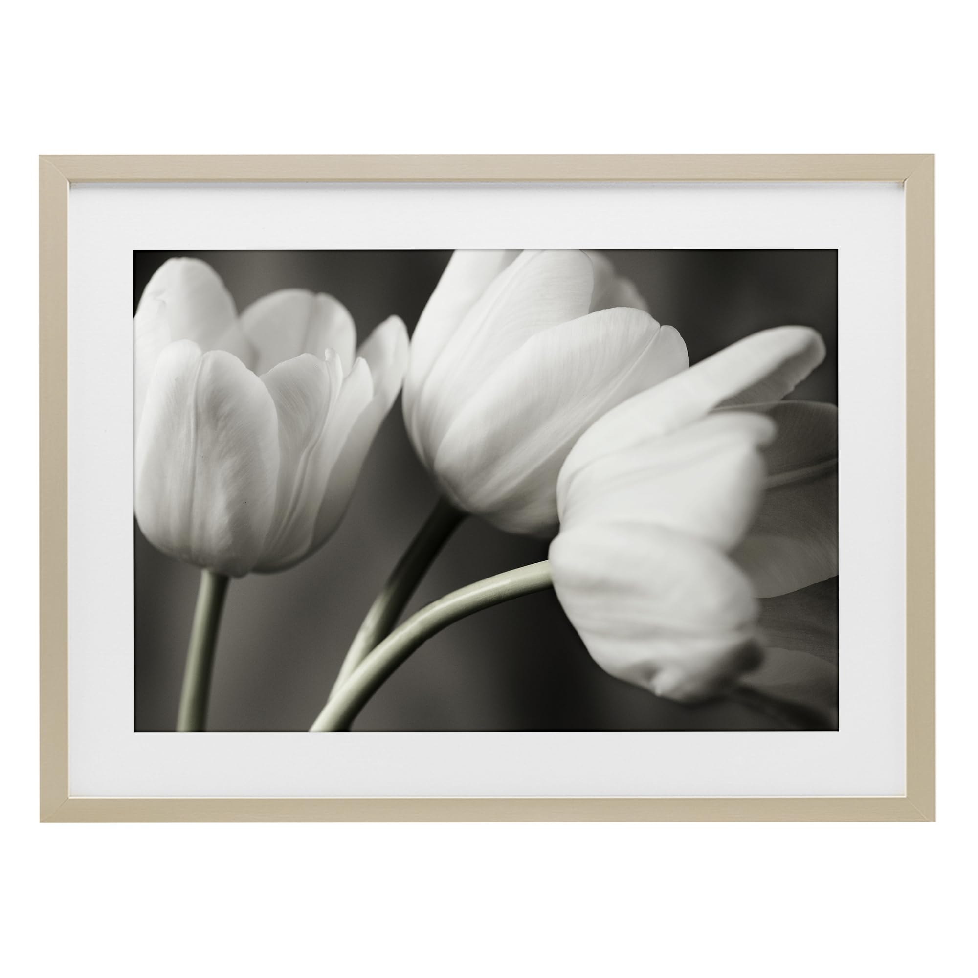 Stupell Industries Harvest Pine (Textured) 'Row Of Monochrome Tulips'| Framed Print Under Glass