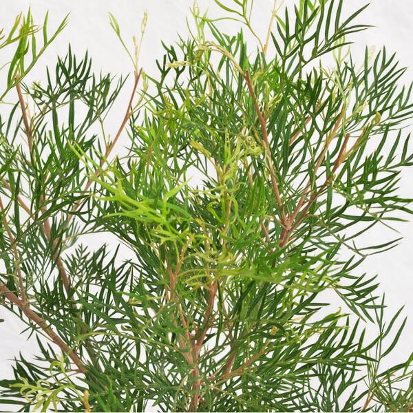 1点のみ入荷❗️ 【１１６cm◎】 希少　グレビレアココナッツアイス 楽天市場】グレビレア 【ココナッツアイス】 4号ポット苗 : 苗木