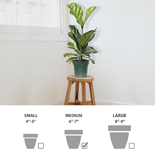 Miniatura 6 de Live Ficus Lyrata, higuera de hoja de violín, regalo de Navidad para compañero de trabajo, regalo de cumpleaños para mamá, regalo de abuela, planta