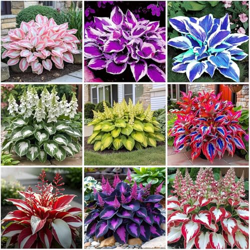 Mixrug Mixed 1000+ Hosta Seeds for Planting Under Trees & North Facing Areas, Shade Garden Solution -...