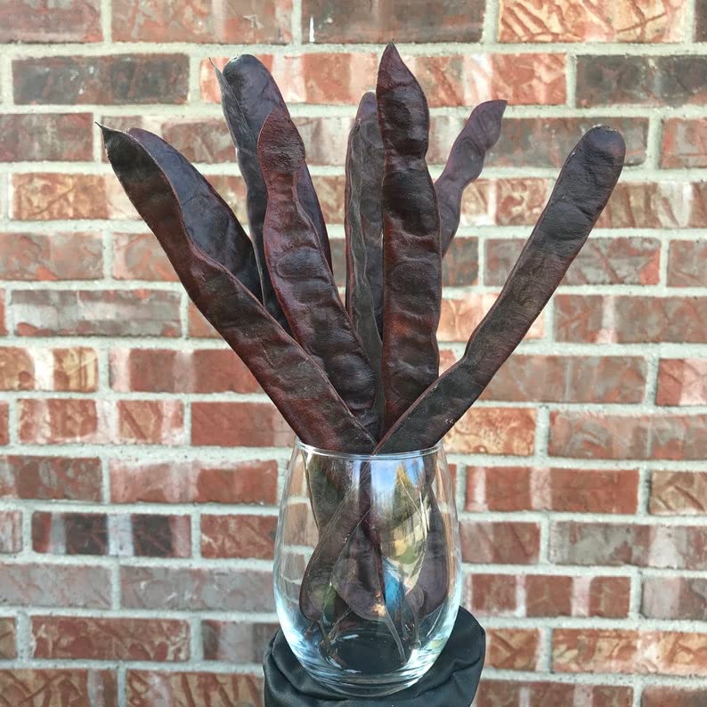 12 pods of Honey Locust pods for Home Office Decor, Dandruff Removal Hair, Organic