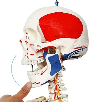 NEW HORIZON Human Skeleton Model