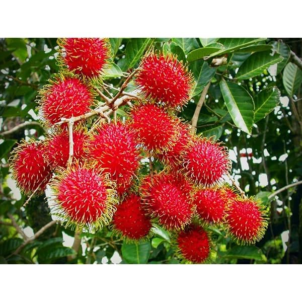 See full amazon price history chart for SANJU Rare seedling Rambutan " N-18" Hybrid Variety (Rambutan Fruit Plant) Fruit & Fruit Trees SANJU Rare seedling Rambutan " N-18" Hybrid Variety (Rambutan Fruit Plant) Fruit & Fruit Trees (B0CN2TFCHB) Amazon Price History, Amazon Price Tracker