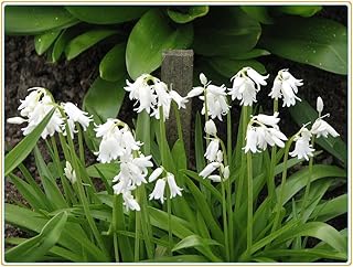 3PCS Enjoyable Perennial Bluebell Bulbs Bluebell Tubers Garden Planting Pots to Grow Ornaments-D