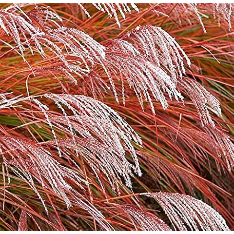 Miscanthus Grass Hardy Perennial Plant by Thompson & Morgan Cover