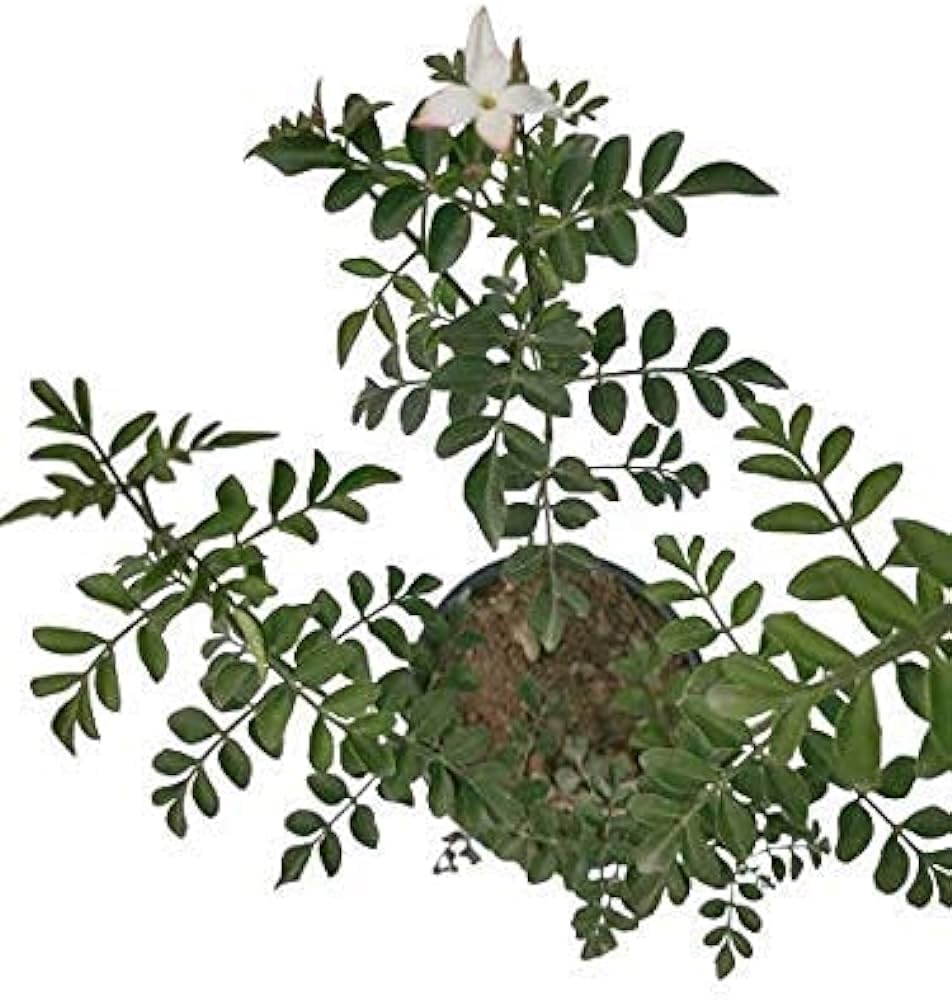 Greenursery Live Real White Flower Jasmine Chameli Live Plant With Black Plastic Pot 4 Inch Size (B0D3BC2DXY) Amazon Price History, Amazon Price Tracker