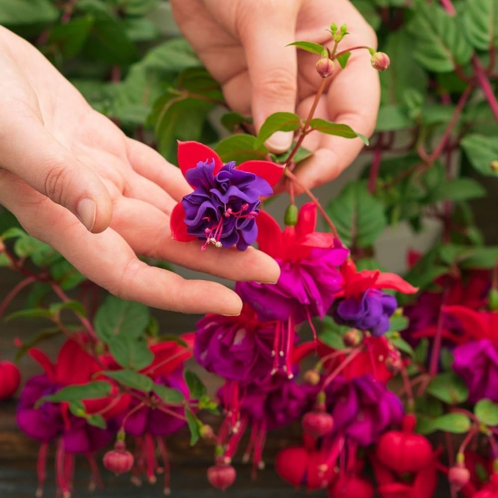 Amazon.com : 2 Fuchsia Live Plants, Fuchsia Flower Perennial for