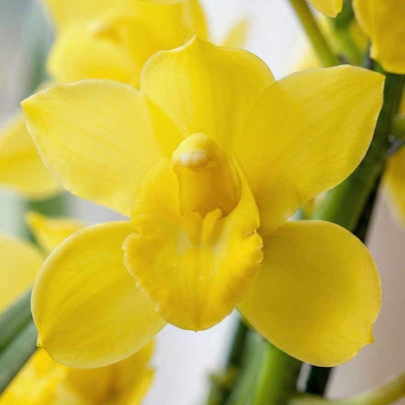 Piante Vere da Interno - Orchidee Cymbidium Gialle - 1 Pezzo - 60-70 cm