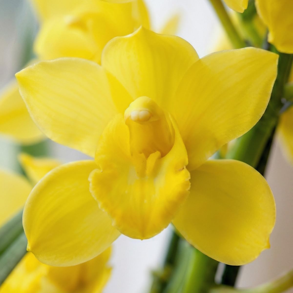 Orchideen Echte Pflanzen Gelbe Cymbidium -1 große Zimmerpflanze aus Holland - 60-70 cm hoch - 14 cm Topf - mit Blüten und duftend(Nicht künstlich, ohne Dünger und Topf, keine Samen, nicht winterhart)