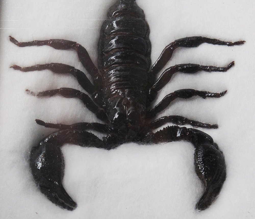 VERY RARE REAL GIANT SCORPION INSECT TAXIDERMY COLLECTIBLES