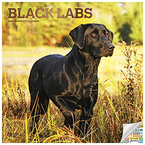 Black Labrador Retriever Calendar 2022 -- Deluxe 2022 Black Labs Wall Calendar Bundle with Over 100 Calendar Stickers (Black Labs Gifts, Office Supplies)