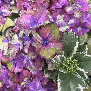 マヌキアン　あじさいII マヌキアン あじさいII マヌキアン あじさいII Black & Purple