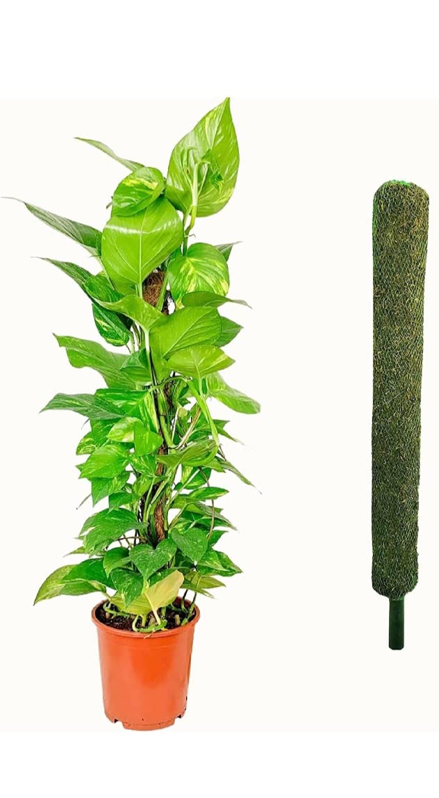 Generic Plant Support Moss Stick, Green Grass Pole for Money Plant, Climbing Indoor Plants, 2 Ft Moss Pole for Climbers, Indoor Plants, Creepers - 1 Pcs (B0CGRQNTJH) Amazon Price History, Amazon Price Tracker