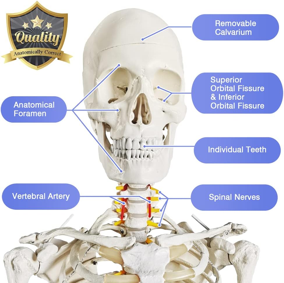 Medical Anatomical Human Skeleton Model, Life Size Medical Human Skeleton Model with Nervous System 70.8 in with Rolling Stand for Medical Study and Colorful Display Posters