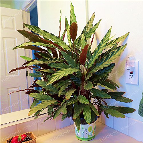 pink dracaena Dracaena Colorama Guide: Vibrant Pink Dragon Tree by Succulents Box