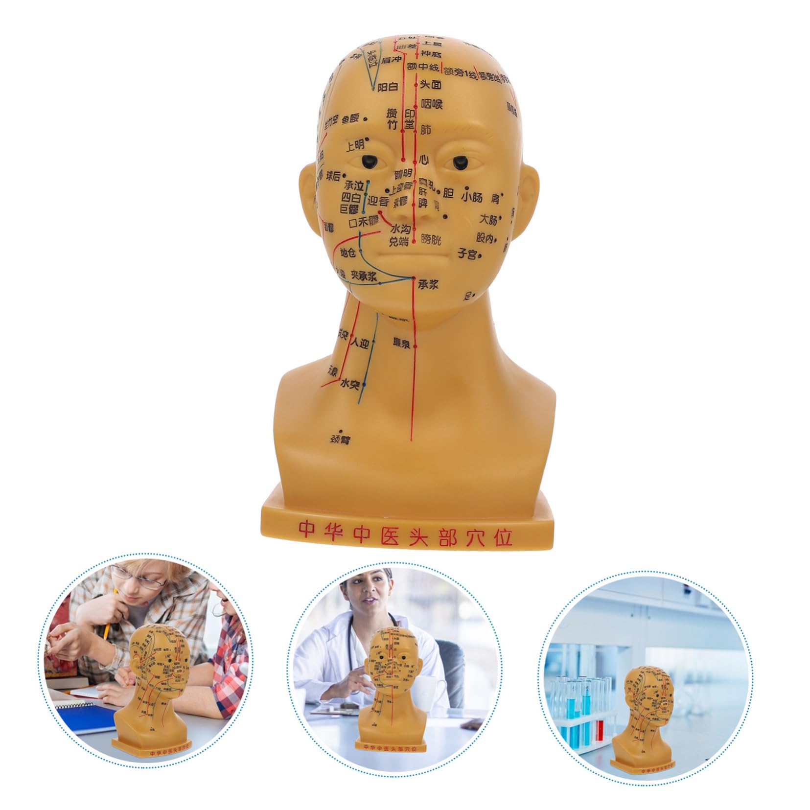 Cabeza de Acupuntura Anatómica 20cm Pvc para Enseñanza