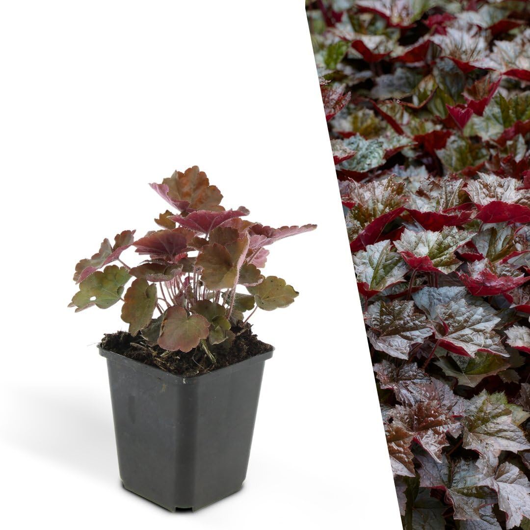 Plants by Frank Heuchera Micrantha Palace Purple, 48 Stück, Ø 9 cm | Purpurglöckchen Pflanzen, Bodendecker Winterhart Mehrjährig, Blütenstauden Wintergrün, Gartenpflanzen, Topf 9 cm, Höhe: 15 cm