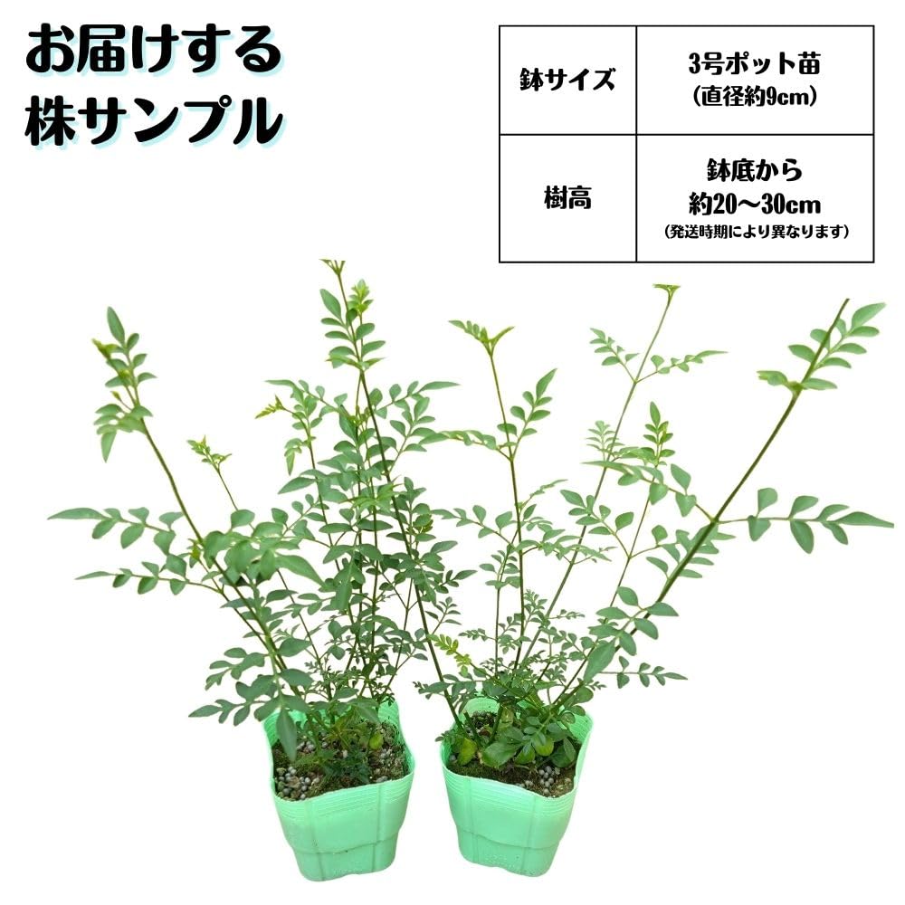 ヤマネ@さん専用 10/25使用 アニメジャスミン カゲマス】キャラクター紹介PV「ジミナ・セーネン（シド・カゲノー