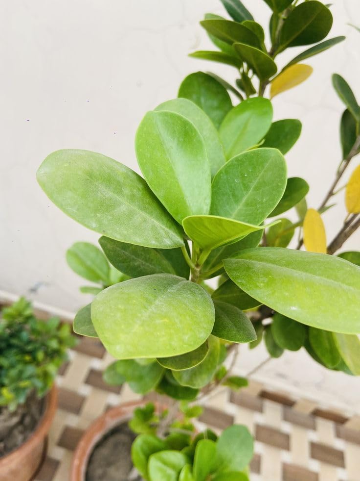 Chinese evergreen INDOOR live bot/banyan plant | Air purfying plant-image-49