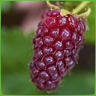 Him-Brombeere 'Tayberry Medana' product image