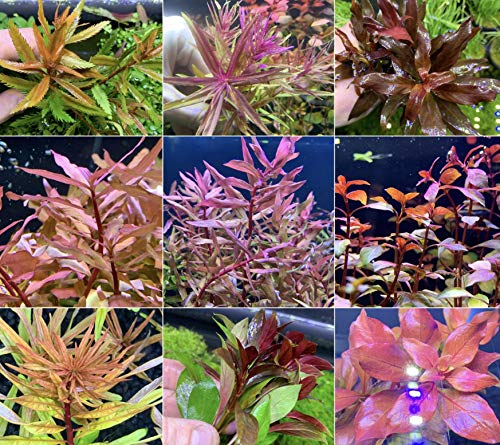 6 Red Live Aquarium Plants Bundle (30+ Stems) - Super Red Mini, Reineckii, Hippuridoides, Peruensis...