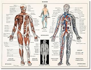 Vintage Human Anatomy Canvas Wall Art - Skeletal & Muscular System Medical Poster for Doctor Office, Clinic, Classroom Dec...