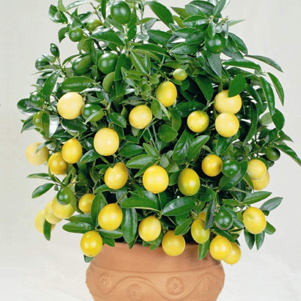 Fragrant White Flowers Lemon Plant Citrus Houseplant Grow Your Own Fruit, Patio Plants for Home, Office & Conservatory in 9cm Pot 3X by Thompson & Morgan (3)
