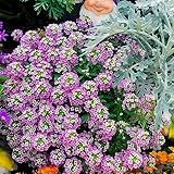 150 Piezas Semillas De Aliso, Cubierta Vegetal Resistente Perenne (Lobularia Marítima) Flores De Primavera, Plantas Exóticas De Interior Semillas De Plantas De Interior, Flores Decorativas