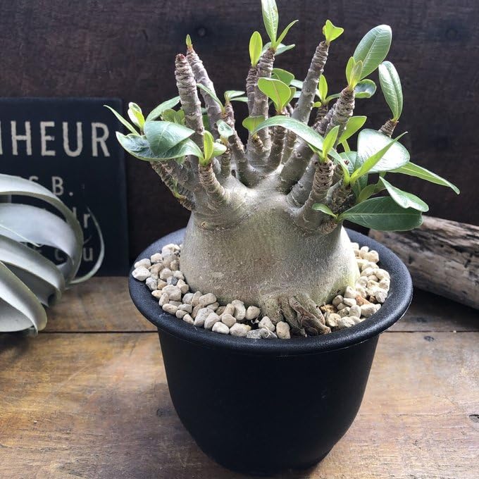 大株✳️アデニウム モンスター 多頭 5号鉢付き 全高30cm 塊根植物 Amazon｜アデニウム モンスター 塊根植物 蛸足 観葉植物｜観葉植物