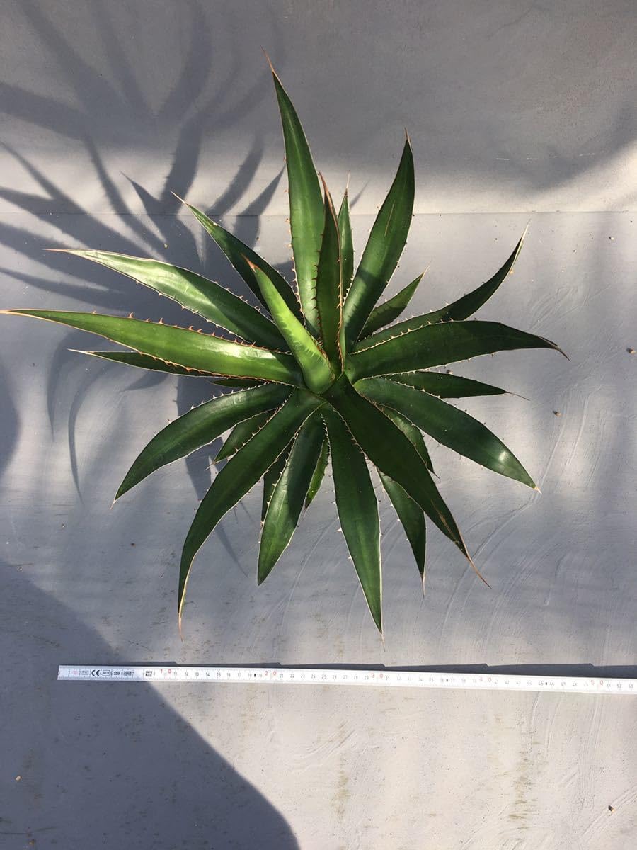 Amazon.co.jp: アガベ ホリダ ペロテンシス Agave horrida ssp