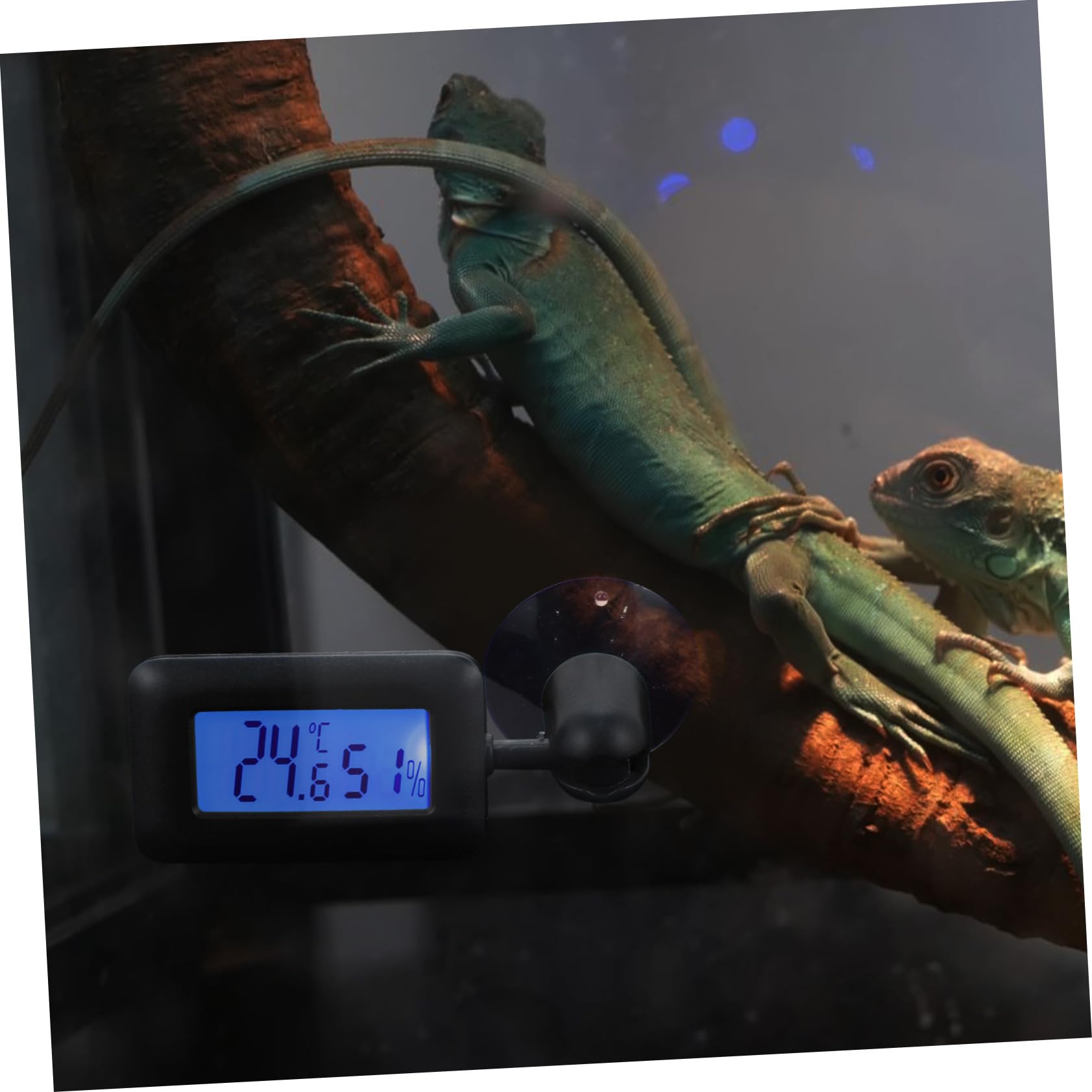 DOITOOL 4piezas Digital Para Reptiles Succión Medidor De Temperatura y Humedad Rotativo Para Terrarios y Acuarios Pantalla y Fácil Instalación