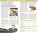 Nature Guide: Snakes and Other Reptiles and Amphibians: The World in Your Hands (DK Nature Guides)