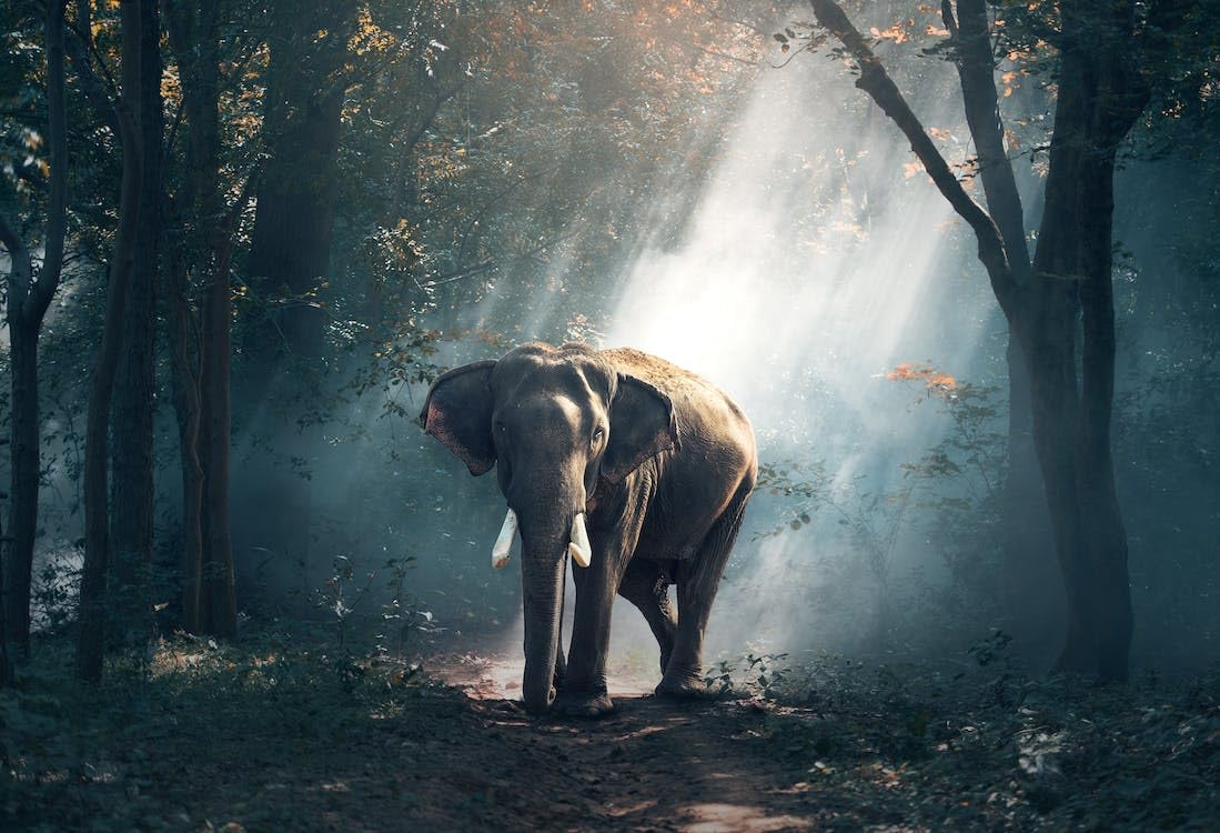 Elefante en el bosque - Rompecabezas de madera de 2000 piezas - Juegos para adultos, Rompecabezas, Regalos de rompecabezas para mujeres