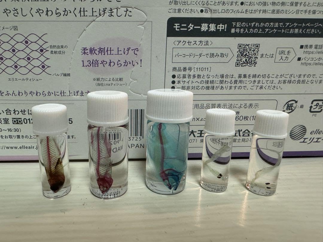 透明標本 ウズラ・シラス・アナハゼ 透明標本 ウズラ・シラス・アナハゼ 透明標本 ウズラ・シラス