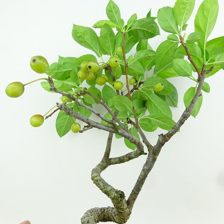 ☆ ガジュマル 太幹ねじり♪ 92cm♪