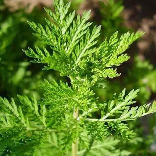 Miniatura 3 de Semillas de ajenjo chino, Sweet Annie (Artemisia annua), 200 semillas de hierbas medicinales raras para patio trasero, jardín, vivero, semillas de