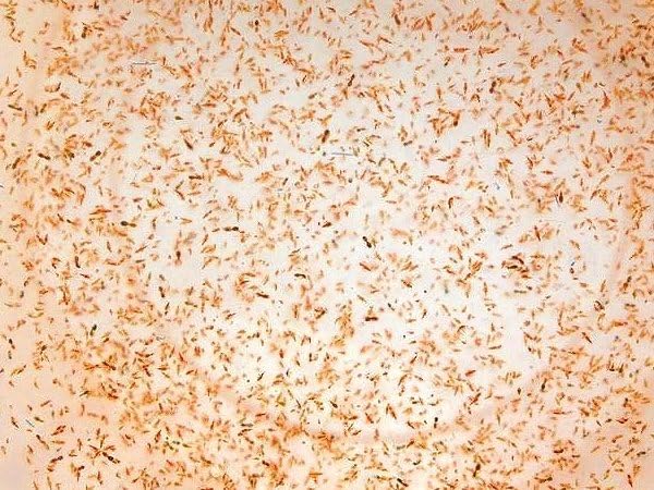 5x Live fresh Copepods 100ml, Live Fish Food Tropical Marine Fish